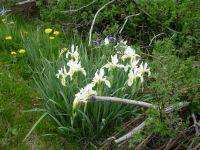 White Iris